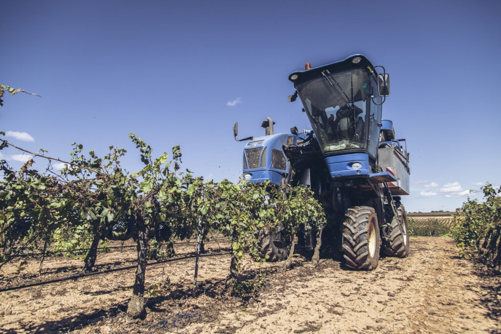 harvest grapes