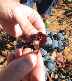 garnacha tintorera pulpa